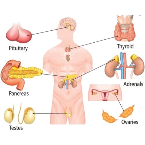 Endocrine, Diabetes, And Thyroid Specialist